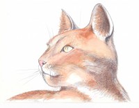 /album/arts-loisirs-la-poste/le-chat-jpg/